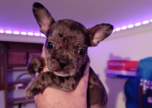 French bulldog yavru